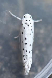 <i>Yponomeuta</i>