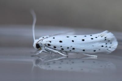 <i>Yponomeuta</i>