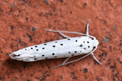 <i>Yponomeuta</i>