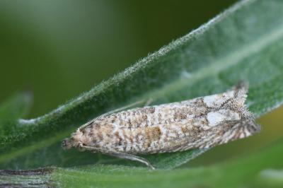 <i>Pelochrista caecimaculana</i>