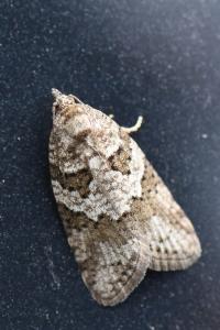<i>Cnephasia fragosana</i>