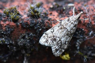 <i>Eudonia lacustrata</i>