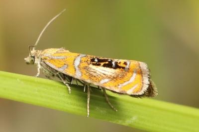<i>Olethreutes arcuella</i>