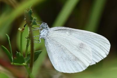 <i>Leptidea</i>