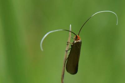 <i>Nemophora metallica</i>