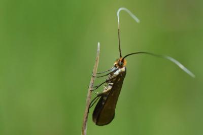 <i>Nemophora metallica</i>