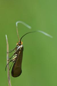 <i>Nemophora metallica</i>