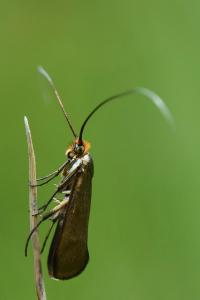 <i>Nemophora metallica</i>