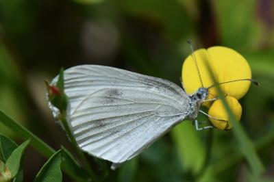 <i>Leptidea</i>