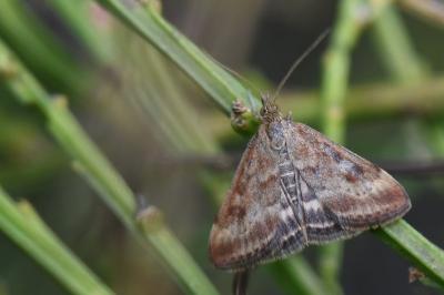 <i>Pyrausta despicata</i>