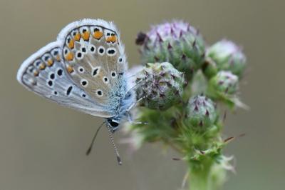 Polyommatus icarus
