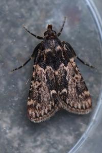 <i>Aglossa caprealis</i>