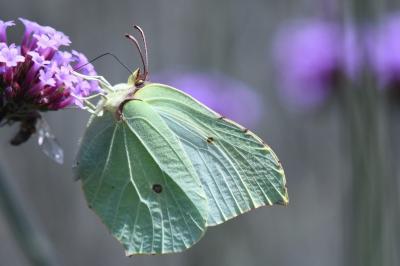 Gonepteryx rhamni