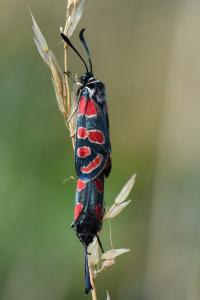Zygène du Sainfoin 