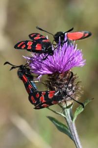 Zygène du Sainfoin 
