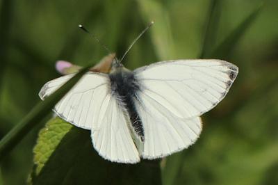 Piéride du Navet 