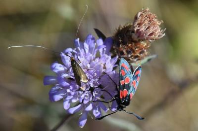 <i>Nemophora metallica</i>