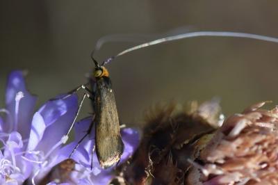 <i>Nemophora metallica</i>