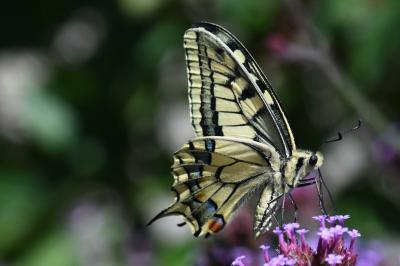 Machaon 