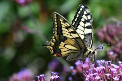 Machaon 