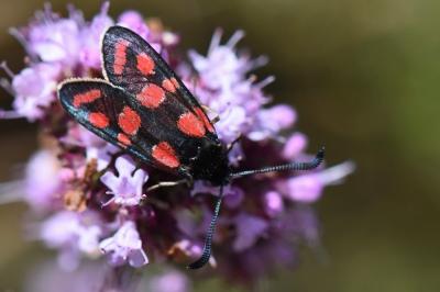 Zygène du Sainfoin 