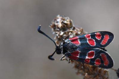 Zygène du Sainfoin 