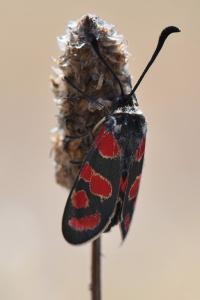 Zygène du Sainfoin 