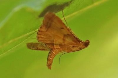 <i>Endotricha flammealis</i>