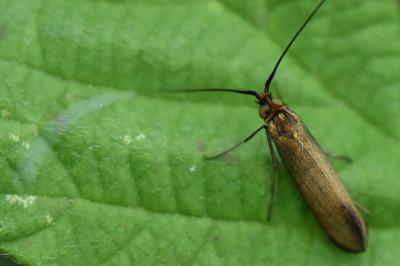 <i>Nemophora metallica</i>