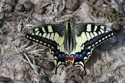 Machaon 