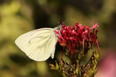Pieris napi