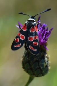 Zygène du Sainfoin 