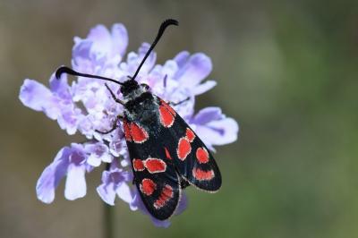 Zygène du Sainfoin 