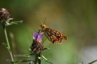 Issoria lathonia