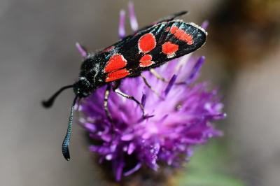Zygène du Sainfoin 