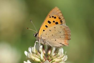 Lycaena phlaeas