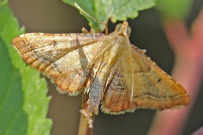 <i>Endotricha flammealis</i>
