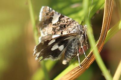 Noctuelle en deuil 