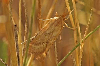 <i>Synaphe punctalis</i>