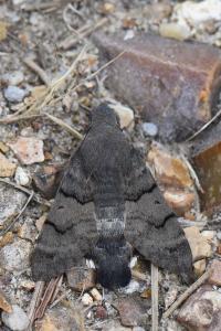 Moro-Sphinx 