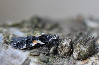 <i>Teleiodes luculella</i>