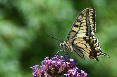 Machaon 