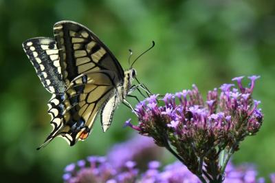 Machaon 
