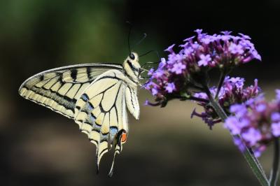 Machaon 