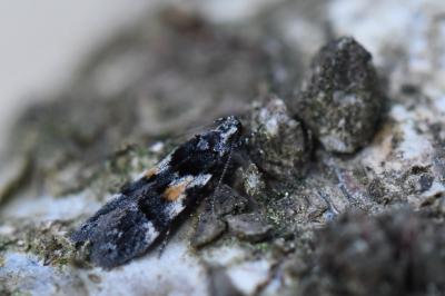 <i>Teleiodes luculella</i>