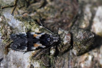 <i>Teleiodes luculella</i>