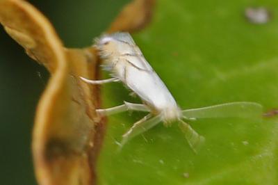 <i>Phyllonorycter harrisella</i>