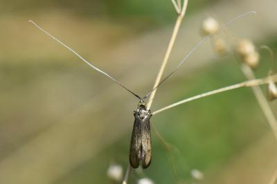 <i>Nemophora metallica</i>