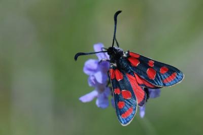 Zygène du Sainfoin 