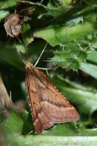 <i>Synaphe punctalis</i>